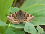 Euclidia glyphica (Braune Tageule) / CH BE Hasliberg 1070 m, 13. 05. 2013