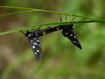 Amata phegea (Weissfleck-Widderchen) / CH TI Personico, Val d'Ambra 600 - 900 m, 08. 07. 2025