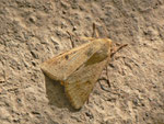 Helicoverpa armigera (Baumwoll-Kapseleule) / Spanien, Kan. Inseln, La Gomera, Playa Santiago, 0 m, 12. 01. 2014 