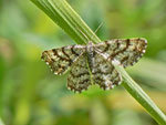 Ematurga atomaria (Heidespanner, Weibchen) / CH BE Hasliberg 1100 m, 15. 06. 2013