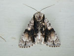 Acronicta alni (Erlen-Rindeneule) / CH BE Hasliberg 1050 m, 22. 05. 2014