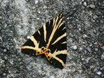 Euplagia quadripunctaria (Russischer Bär) / CH BE Hasliberg 1050 m, 18. 07. 2011