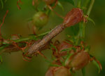 Actinotia polyodon (Vielzahn-Johanniskrauteule) / CH BE Hasliberg 1050 m,  18. 08. 2022 an Hypericum