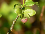 Vaccinium myrtillus (Heidelbeere) / Ericaceae