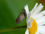 Eupithecia absinthiata (Kreuzkraut-Blütenspanner, Zuchtfalter) / CH BE Hasliberg 1150 m, 21. 06. 2015