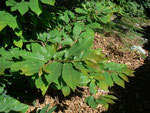 Castanea sativa (Edelkastanie) / Fagaceae