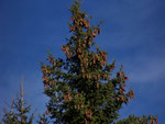 Picea abies (Fichte) / Pinaceae