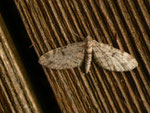 Eupithecia tantillaria (Nadelgehölz-Blütenspanner) / CH BE Hasliberg Brünig Bhf. 1008 m, 03. 06. 2016