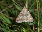 Pyrausta aerealis / CH GR Marmorera-Stausee, 13. 07. 2007