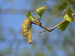 Betula pendula (Hängebirke) / Betulaceae