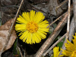 Tussilago farfara (Huflattich) / Asteraceae