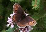 Erebia aethiops  (Graubindiger Mohrenfalter, Weibchen) / CH BE Hasliberg 1050 m, 19. 08. 2005