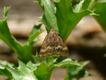 Pyrausta aerealis / CH VS Binntal Chälliwald 1844 m, 17. 08. 2016