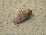 Agrotis segetum (Saateule) / Spanien, Kan. Inseln, Tenerife Playa Paraiso 10 m, 10. 01. 2013