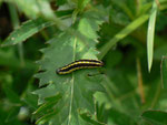 Cucullia lucifuga (Kräutermönch, jüngere Raupe) / CH FR Charmey, Gros Mont 1270 m, 26. 06. 2014