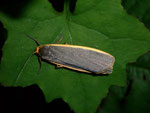 Eilema depressa (Nadelwald-Flechtenbärchen, Weibchen) / CH BE Hasliberg 1050 m, 14. 07. 2009