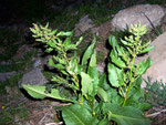 Rumex acetosa (Wiesen-Sauerampfer) / Polygonaceae