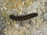 Eilema complana (Gewöhnlicher Flechtenbar) / CH BE Hasliberg 1050 m, 15. 05. 2013