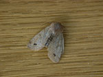 Anorthoa munda (Zweifleck-Kätzcheneule) / CH LU Büron, Gibelwald 653 m, 11. 04. 2026