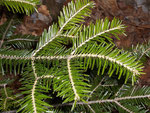 Abies alba (Weisstanne) / Pinaceae