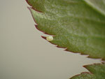 Anticlea badiata (Violettbrauner Rosen-Blattspanner) / CH BE Hasliberg 1050 m, 06. 05. 2013 (Eiablage an Rosa canina)