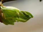 Anorthoa munda (Zweifleck-Kätzcheneule) / CH_BE Hasliberg 1060 m, 04. 05. 2020 an Tilia corda