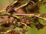 Aplocera praeformata (Johanniskrautspanner) / CH BE Hasliberg 1050 m, 01. 11. 2014