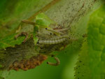 Yponomeuta evonymella (Traubenkirschen-Gespinstmotte) / CH OW Giswil Usser Allmend, Schwerzbachried, Dreiwässerkanal 483 m, 09. 05. 2015