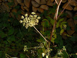 Angelica sylvestris (Wald-Engelwurz oder Wilde Brustwurz) / Apiaceae