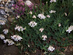 Silene vulgaris (Taubenkropf-Leimkraut) / Caryophyllaceae