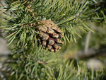 Pinus sylvestris (Waldkiefer) / Pinaceae