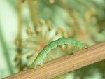 Eupithecia trisignaria (Dolden-Gewächs-Blütenspanner) / CH BE Hasliberg 1070 m, 29. 09. 2014 an Angelica sylvestris