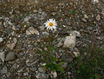 Leucanthemum vulgare (Margerite) / ASTERACEAE