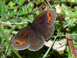 Erebia aethiops  (Graubindiger Mohrenfalter, Männchen) / CH TI Val Collo Bogno 1100 m, 25. 07. 2011