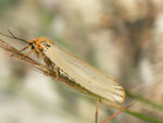 Coscinia striata (Gestreifter Grasbär, Weibchen) / F Avignon Rhônekanal, 12. 05. 2012