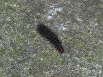 Amata phegea (Weissfleck-Widderchen) / CH GR Calancatal Cama 509 m, 27. 09. 2017