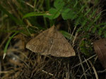 Zanclognatha lunalis (Felsbuschwald-Spannereule) / CH TI Personico, Val d'Ambra, 08. 07. 2025