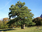 Quercus robur (Stieleiche) / Fagaceae