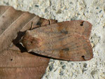 Xestia baja (Baja-Bodeneule) / CH BE Hasliberg 1050 m, im Garten, 02. 09. 2011