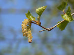 Betula pendula (Birke) / Betulaceae