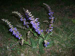 Salvia pratensis (Salbei) / LAMIACEAE