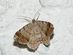 Macaria liturata (Violettgrauer Eckflügelspanner) / CH BE Hasliberg 1050 m, 19. 06. 2012 (am Licht)