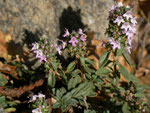 Thymus pulegioides