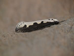 Ethmia bipunctella / Portugal MadeiraSão Lorenço Canical Baía d'Abra 77 m, 30. 01. 2015