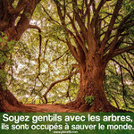 Les arbres... 