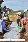 来年のトマトのための地ごしらえ。今丁寧にやっておけば、豊作なのです。