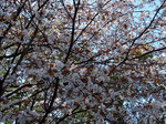 山桜（大津市の木）（2021.3.24）県立文化公園