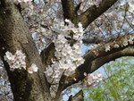 八幡堀の桜（2021.3.31）