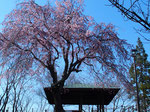 枝垂桜（2021.3.24）県立文化公園