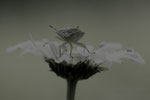 2e Harriet van Heertum